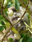Macaque and fruit.JPG (117 KB)